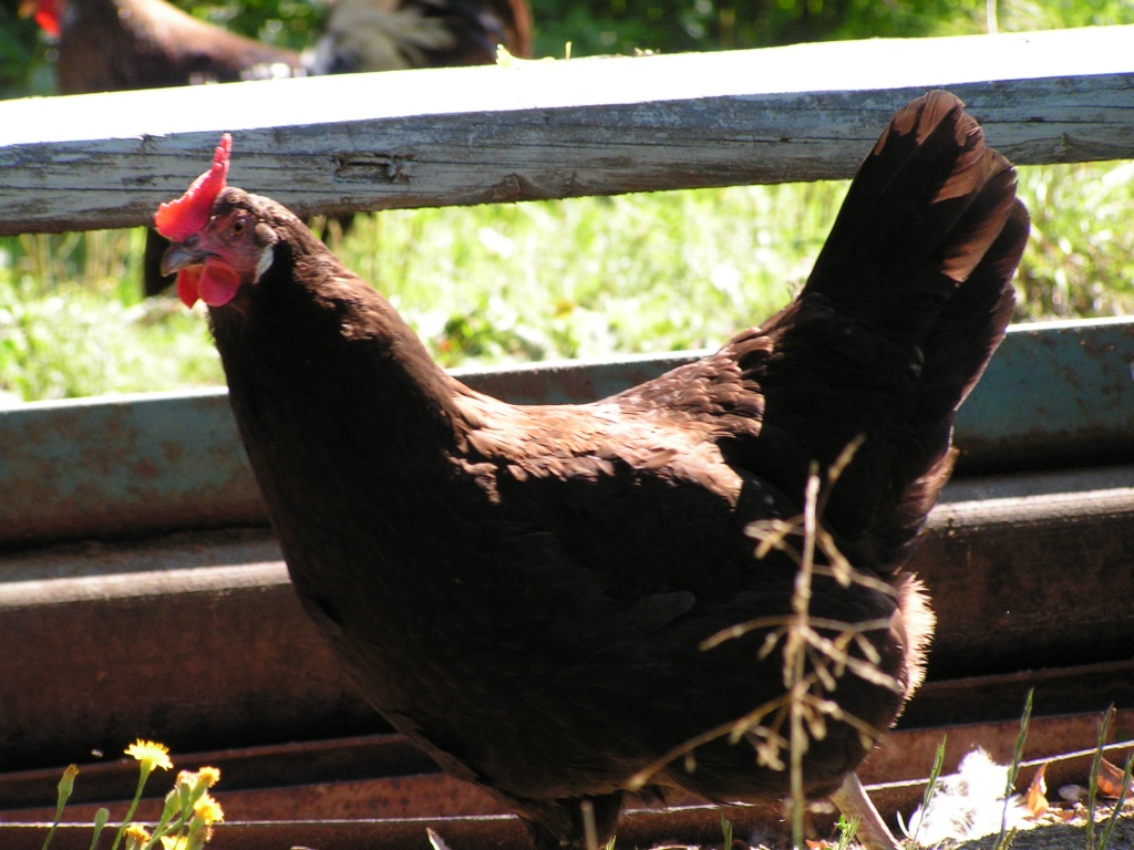 Проращивание и запаривание зерна для кур: польза, технология и норма  кормления