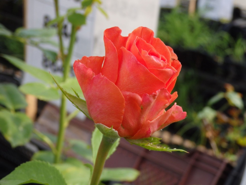 Роза чайно-гибридная Вау.JPG