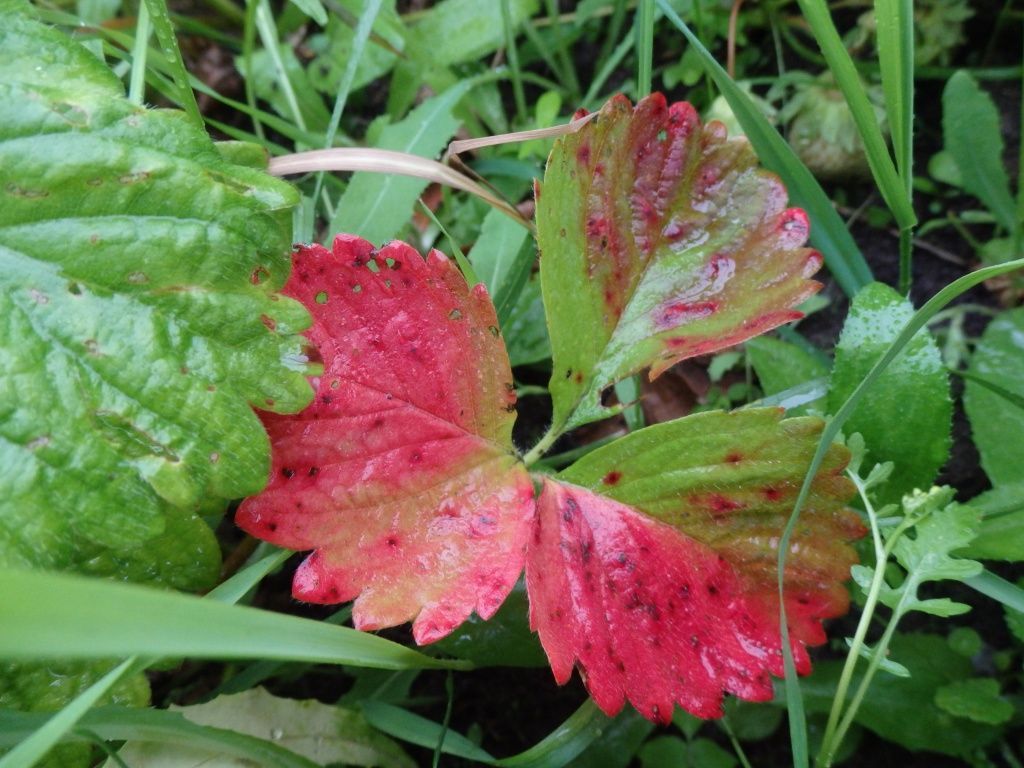 Бурые пятна на листьях клубники: причины, способы борьбы и профилактики