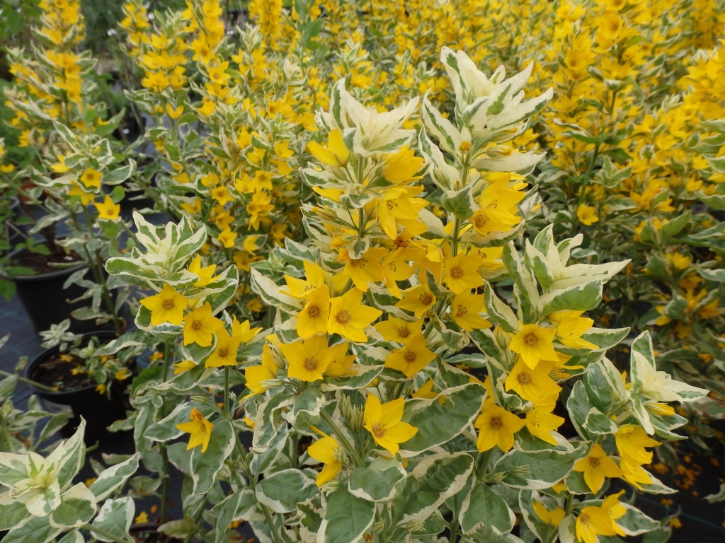 Вербейник точечный Александер.JPG