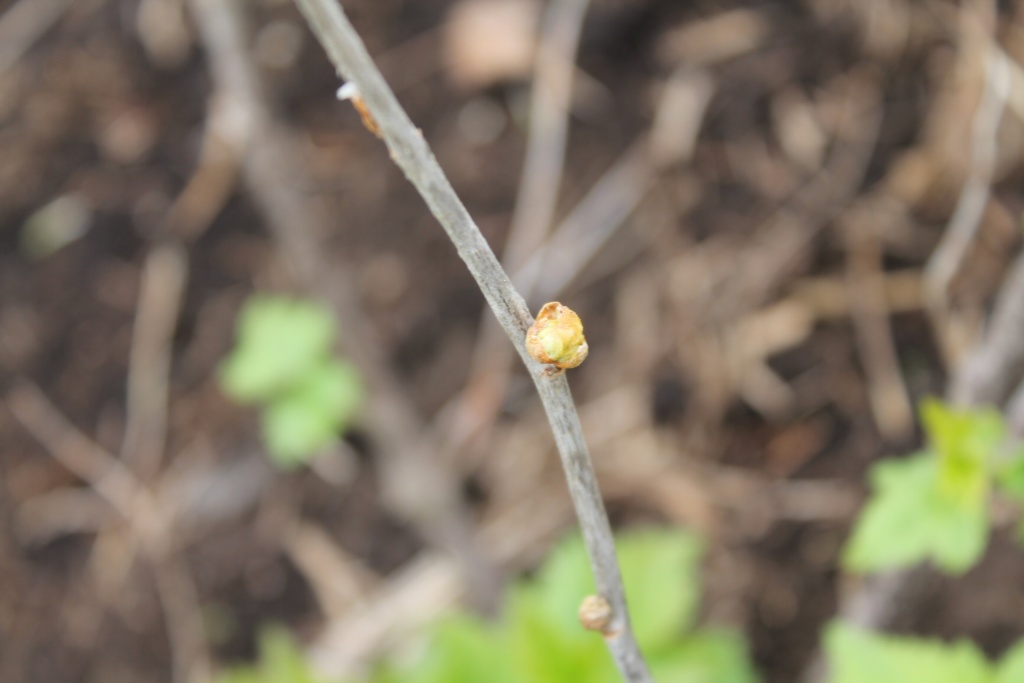 почковый клещ 1ццц.JPG