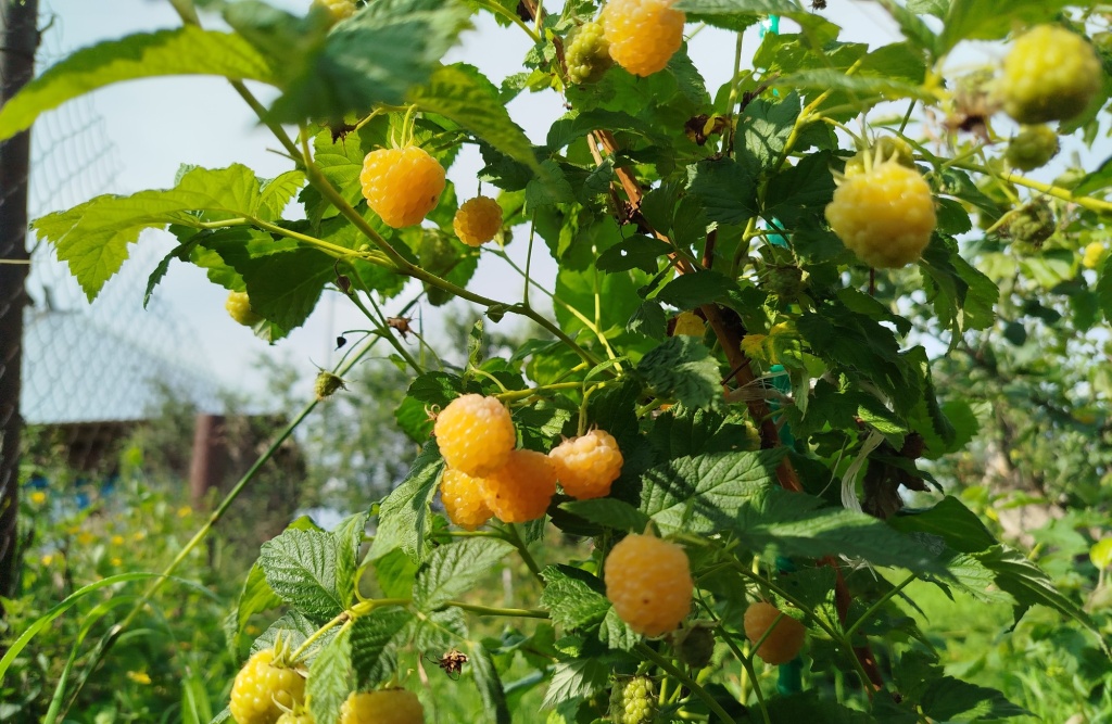 Малина Желтый гигант 2025.jpg