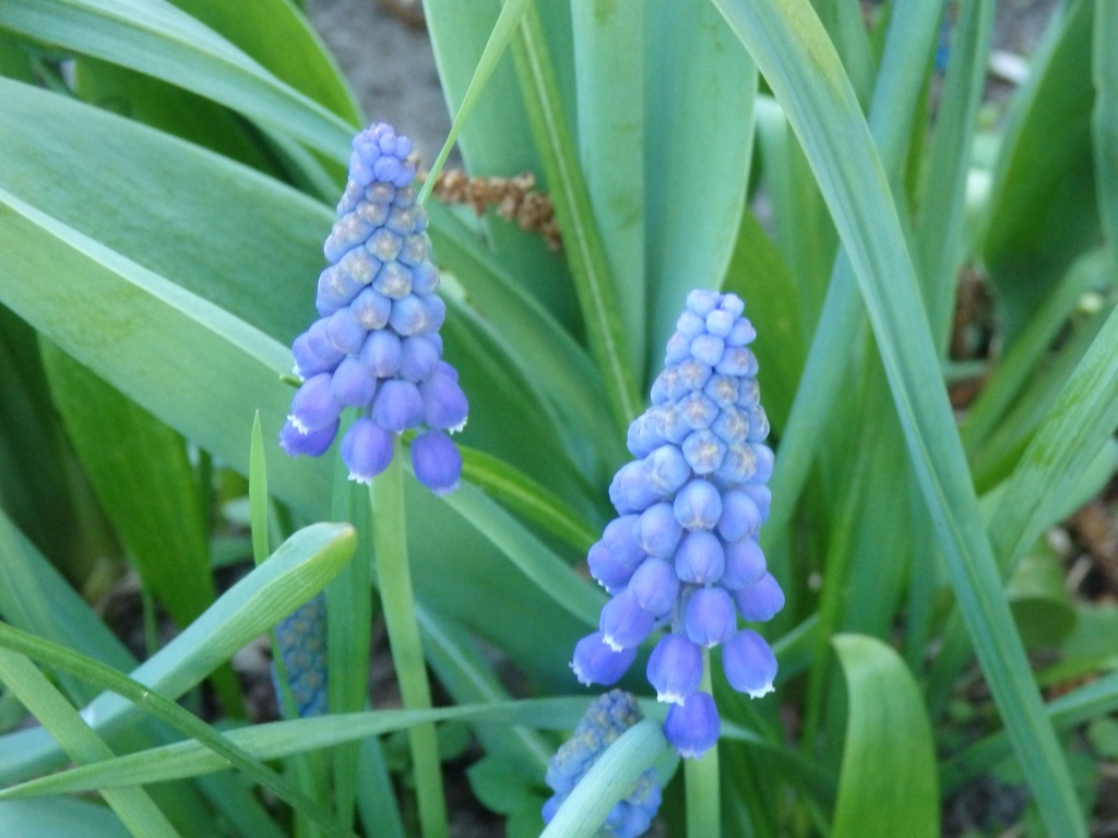 Мускари.JPG