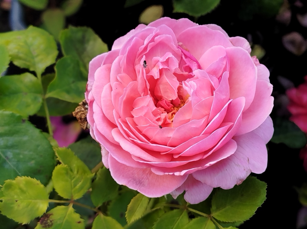 Роза Остина Принцесс Александра Кентская.jpg