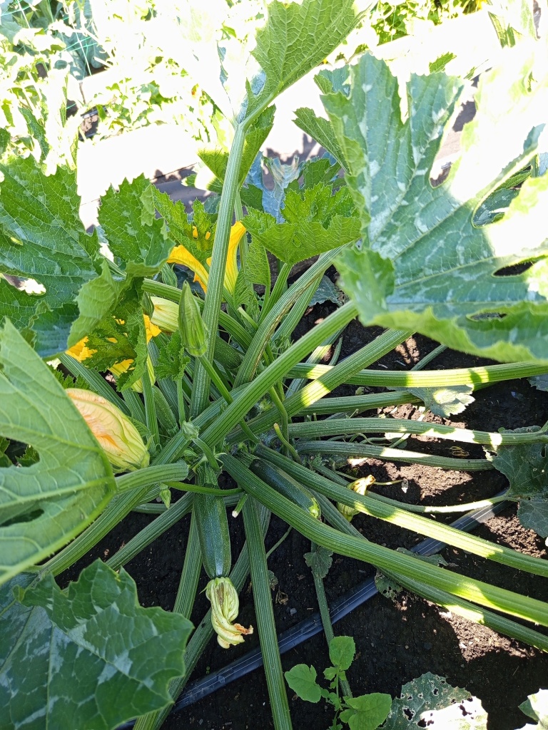 Куст компактный.jpg Куст компактный.jpg