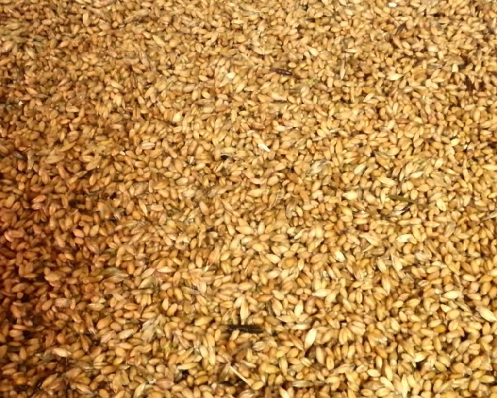 Проращивание и запаривание зерна для кур: польза, технология и норма  кормления