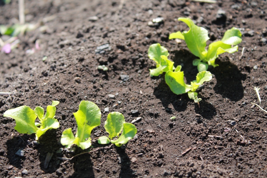 через 3 недели от посадки.JPG