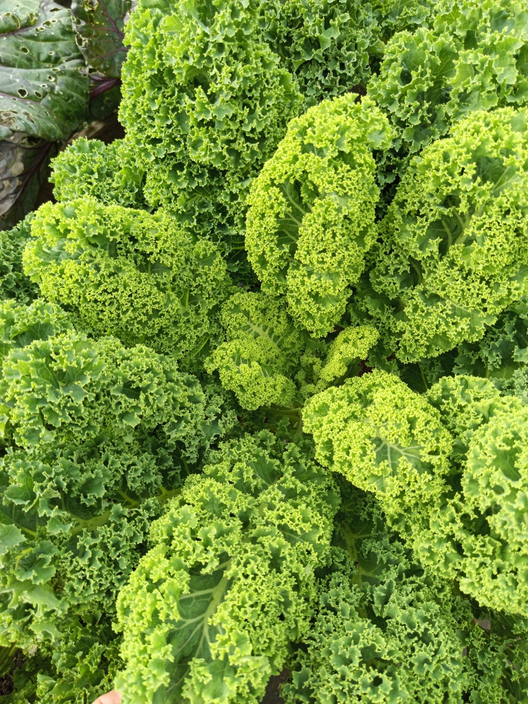 Молодые листья — максимально гофрированные.jpg Молодые листья — максимально гофрированные.jpg