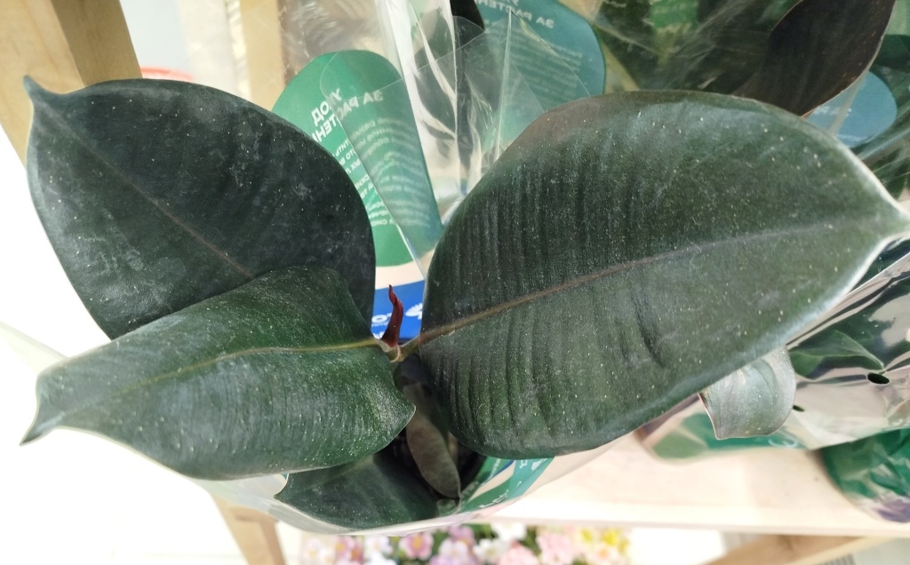 Фикус Эластика Абиджан.jpg