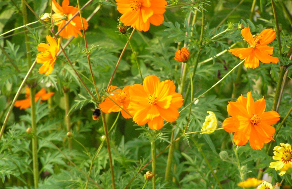 Космея серно-желтая.JPG