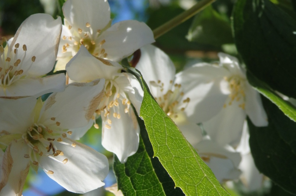 яблоня цветки.JPG