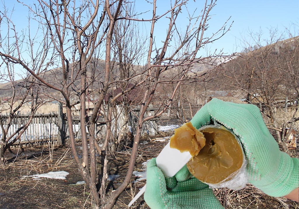 Как приготовить садовый вар, где применять и чем его заменить