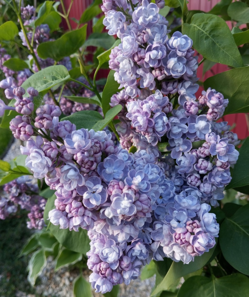 Сирень Ами Шотт 2.jpg