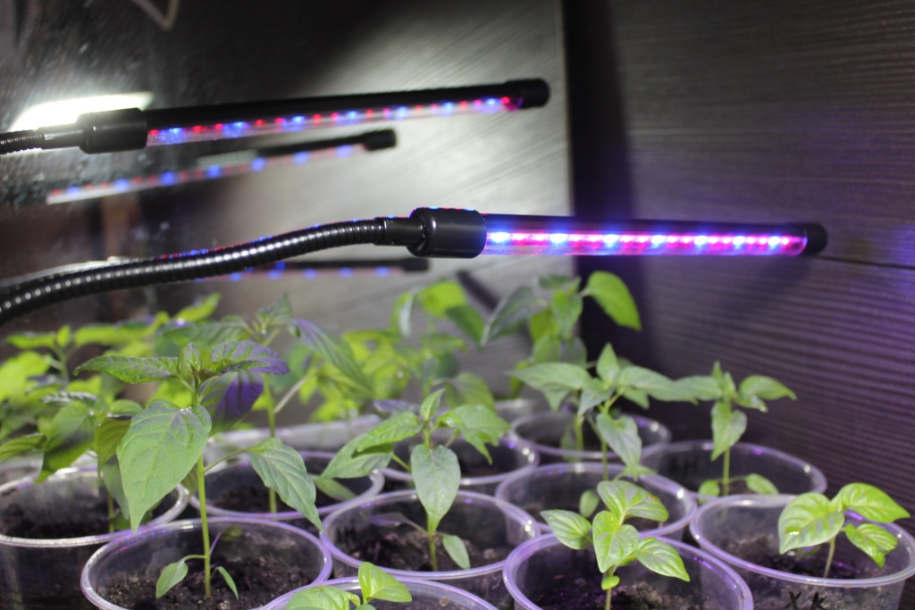 Фитолампа должна находиться непосредственно над рассадой.JPG