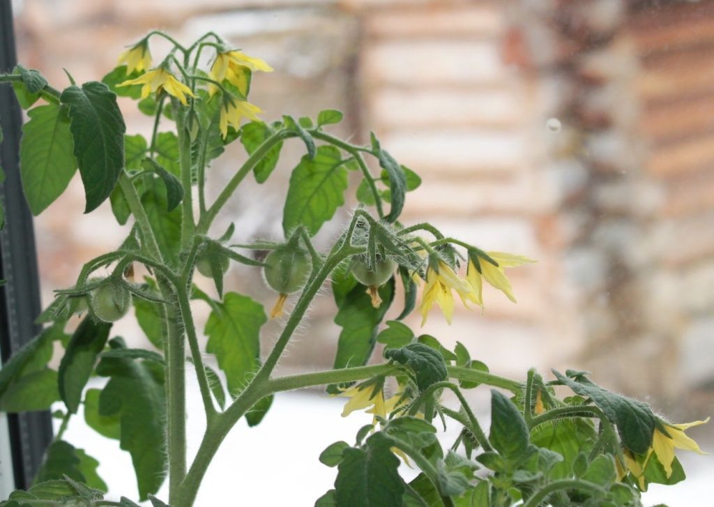 Как правильно опылять томаты и огурцы вручную без пчел в теплице или на  балконе, и когда это необходимо