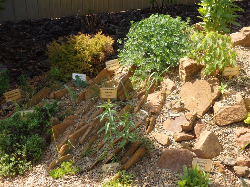 Альпинарий2.JPG