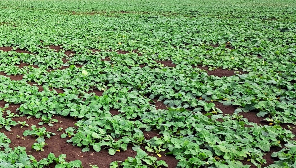 рапс озимый.jpg рапс озимый.jpg