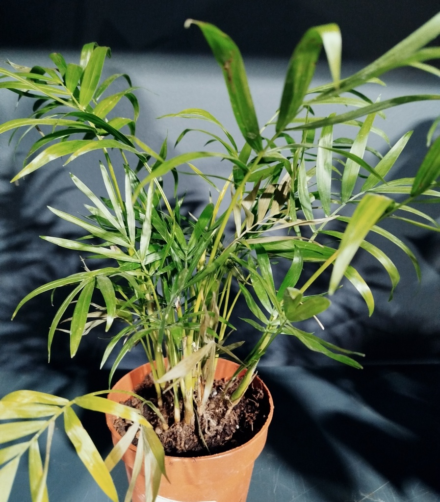 Хамедорея2.jpg Хамедорея2.jpg