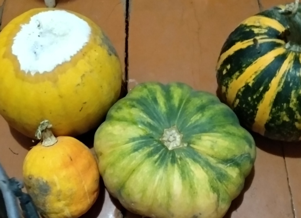 тыквы гниют.jpg