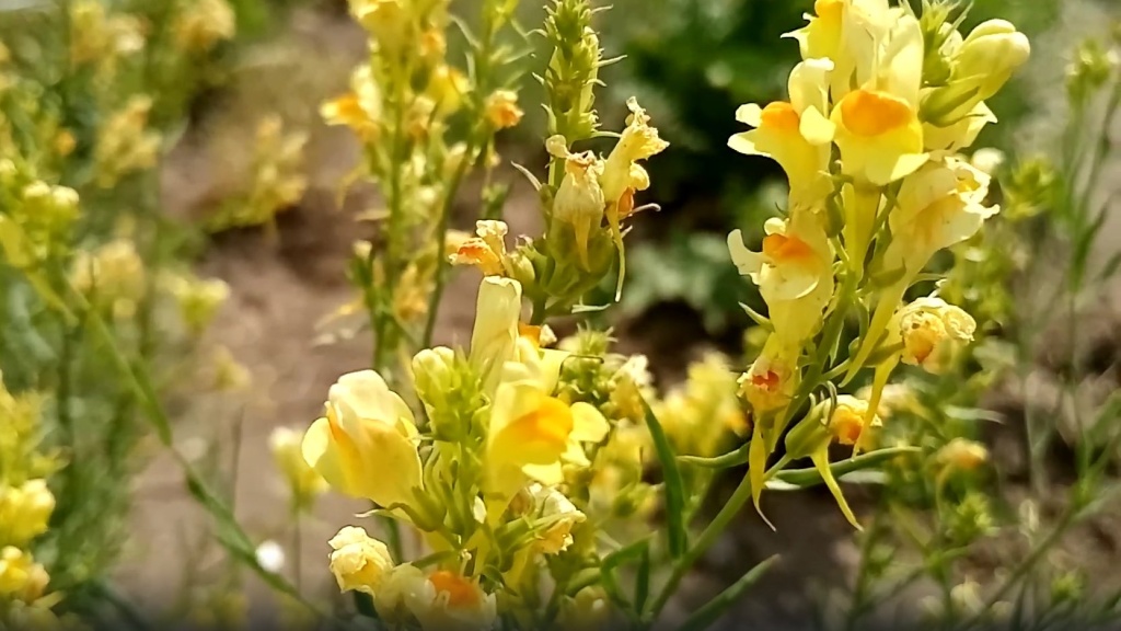 Льнянка обыкновенная.jpg