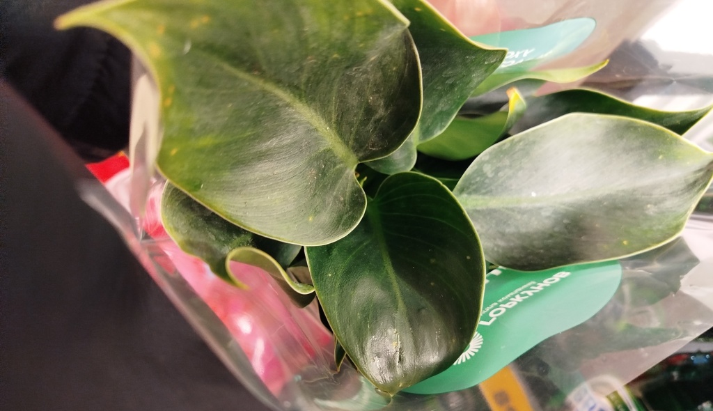 Филодендрон Сканденс.jpg