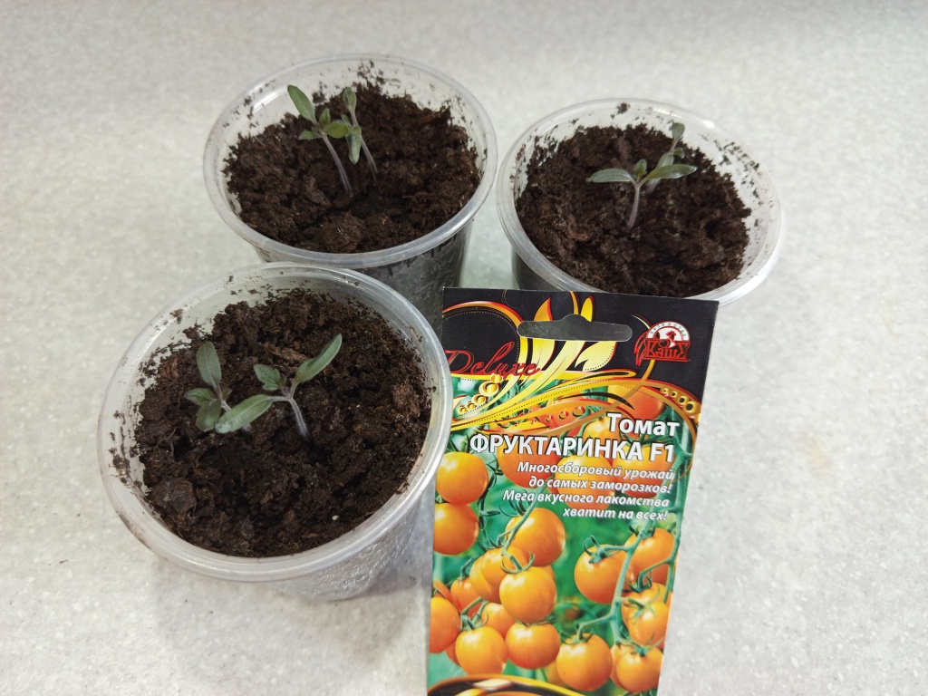 Начало сезона, отличная всхожесть семян.jpg