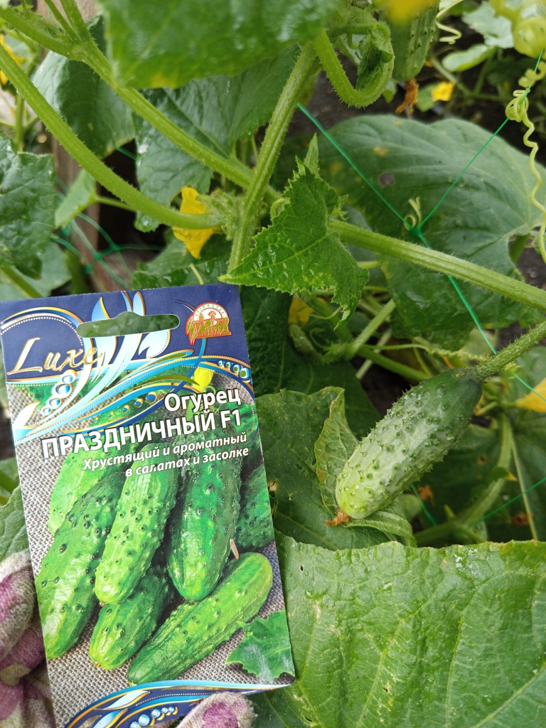 Как будто сошел с картинки.jpg