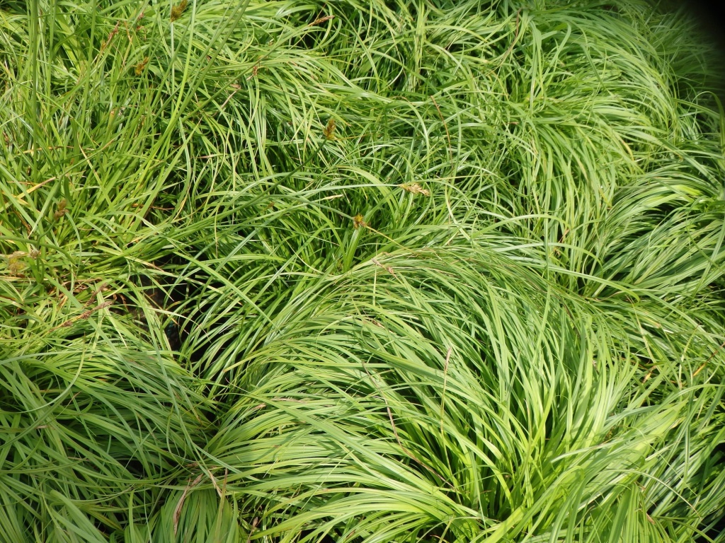 Осока сизая.JPG