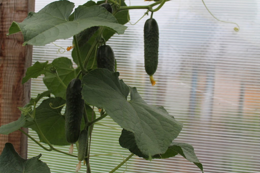 огурцы в теплице 3ппп.JPG