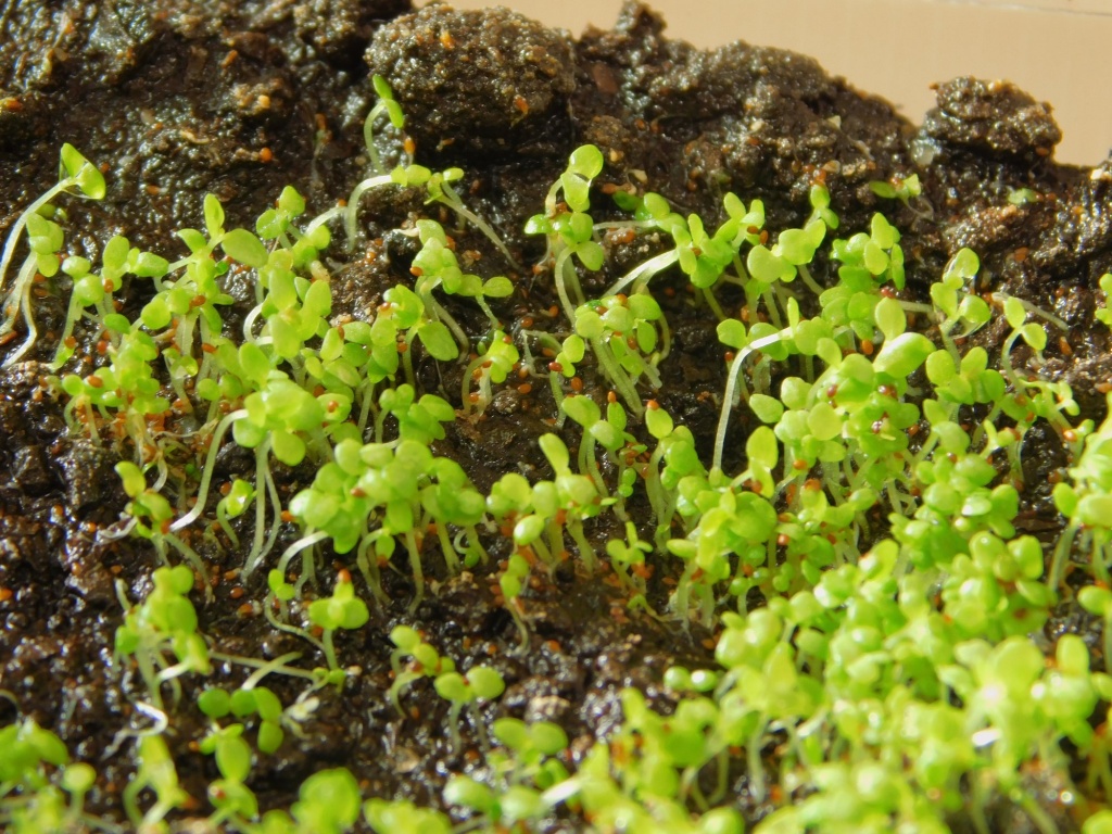 глубина посева.JPG