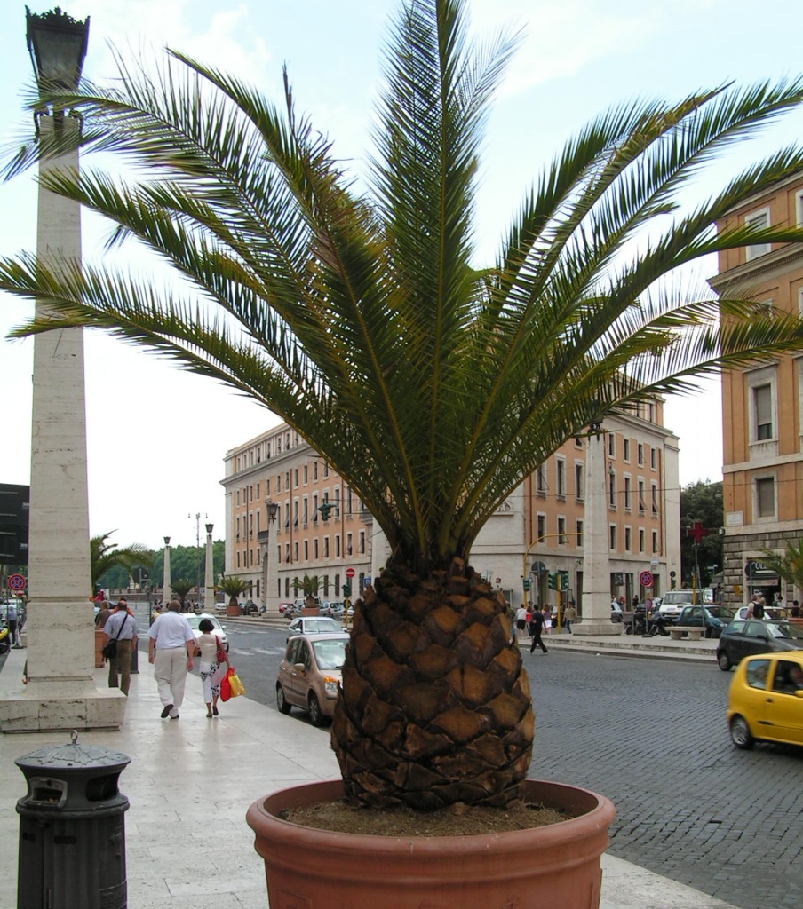 Финик канарский.JPG