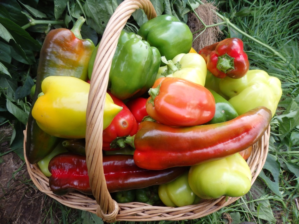Перцы.JPG