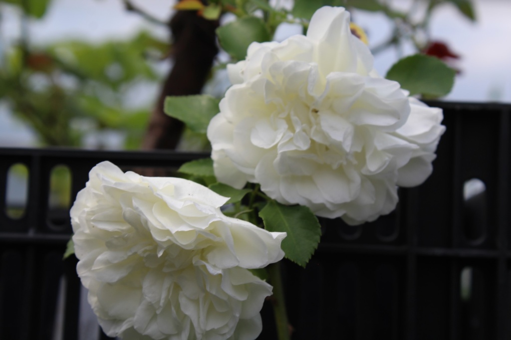 Роза почвопокровная Блан Мейяндекор.JPG