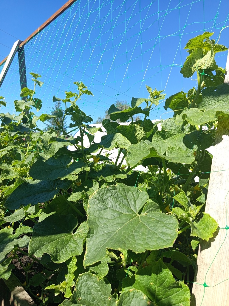 Сезон в разгаре, плети карабкаются все выше.jpg