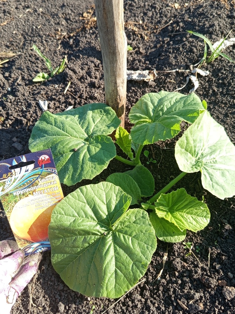 IMG_20250619_075504.jpg IMG_20250619_075504.jpg