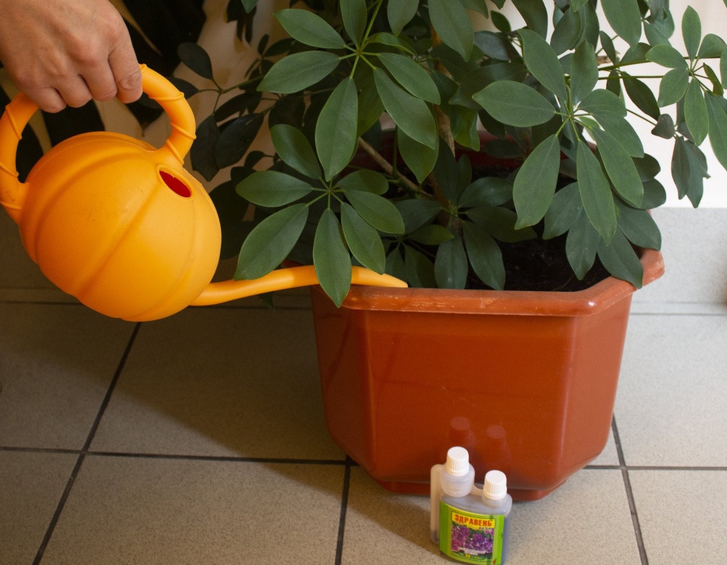 Здравень для комнатных цветов.jpg