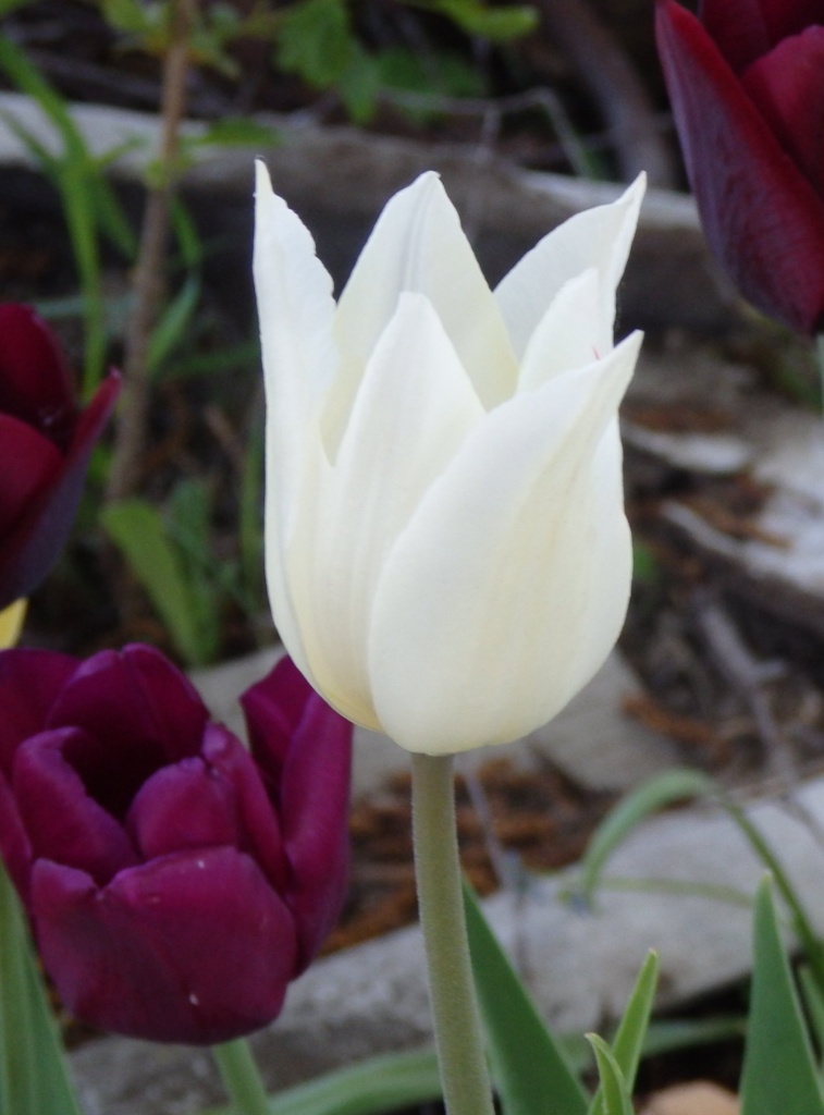 Тюльпан Вайт Триумфатор2.jpg