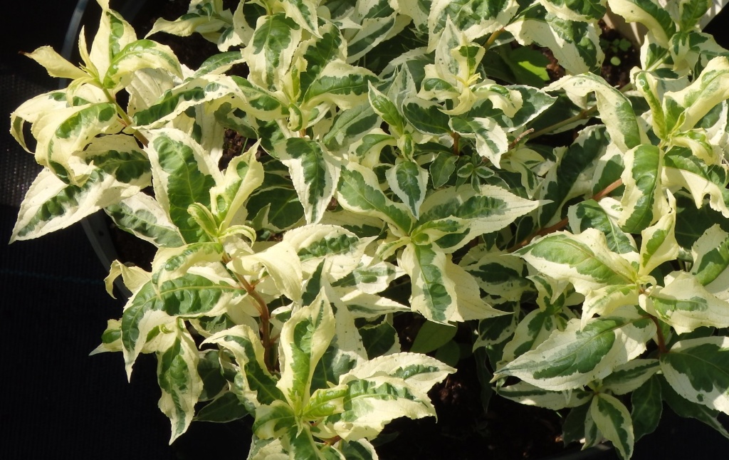 Диервилла сидячелистная Cool Splash.JPG