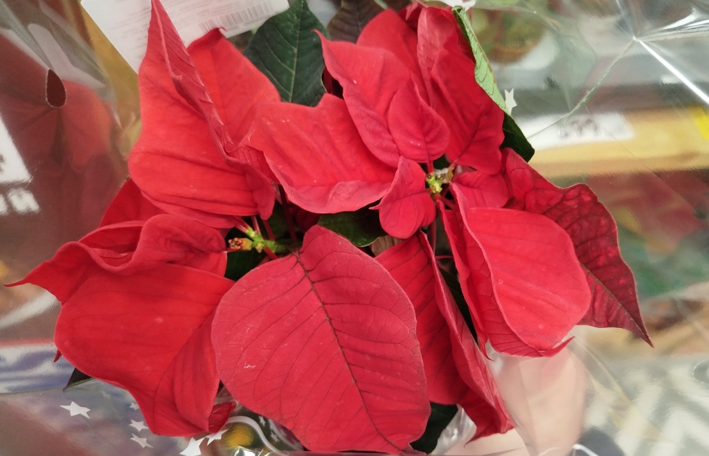 Пуансеттия красная (молочай красивейший).jpg