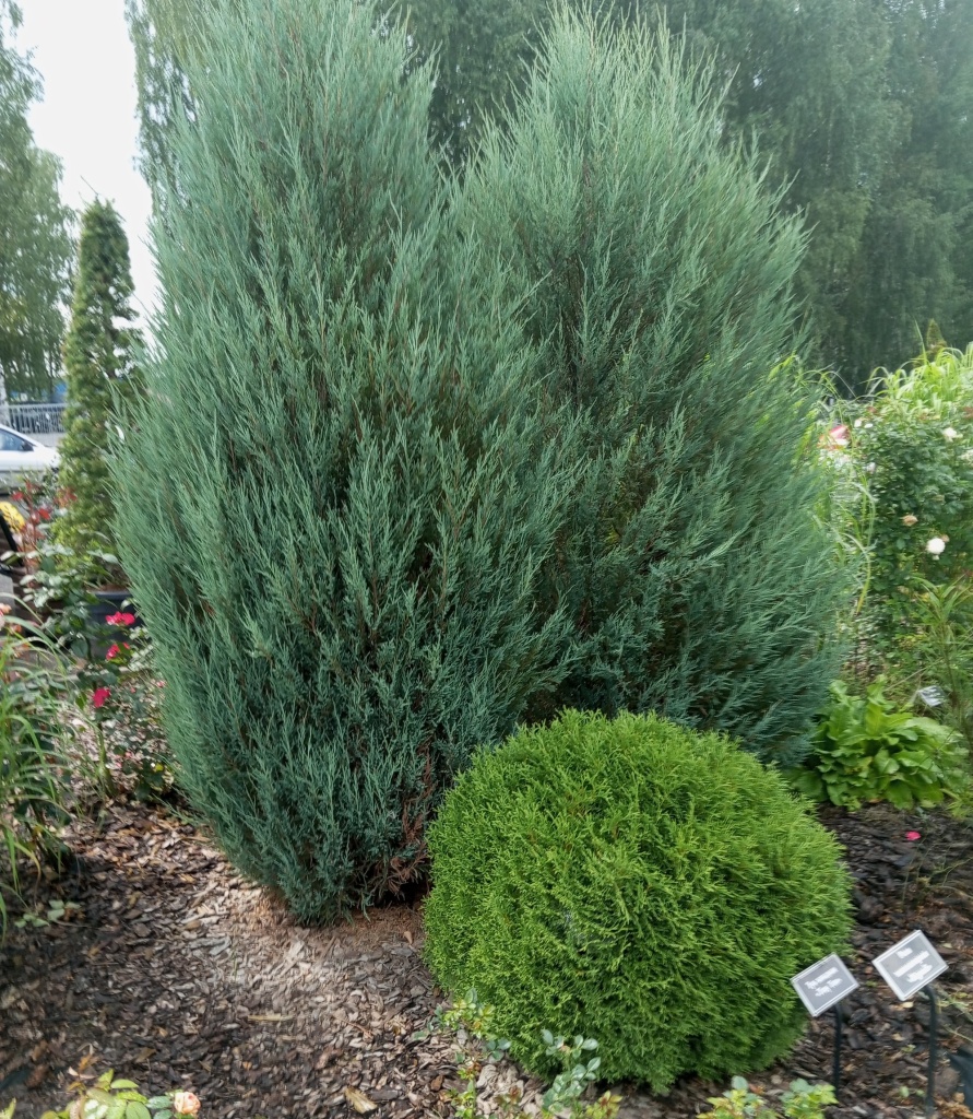 туя и можжевельник.jpg