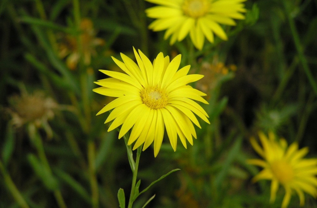 Пупавка красильная.JPG