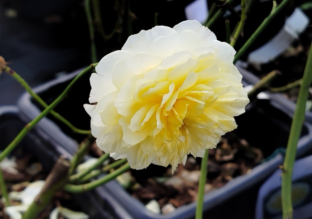 Роза Остина Пилигрим (Pilgrim).jpg