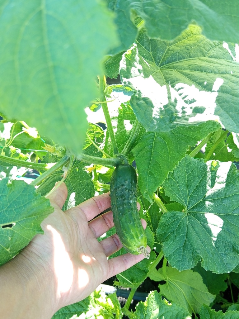 Огурчики не колючие.jpg