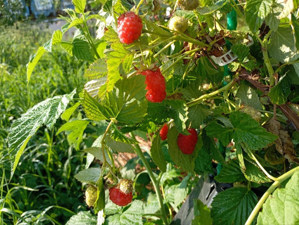 патриция photo_2024-07-17_16-42-36.jpg