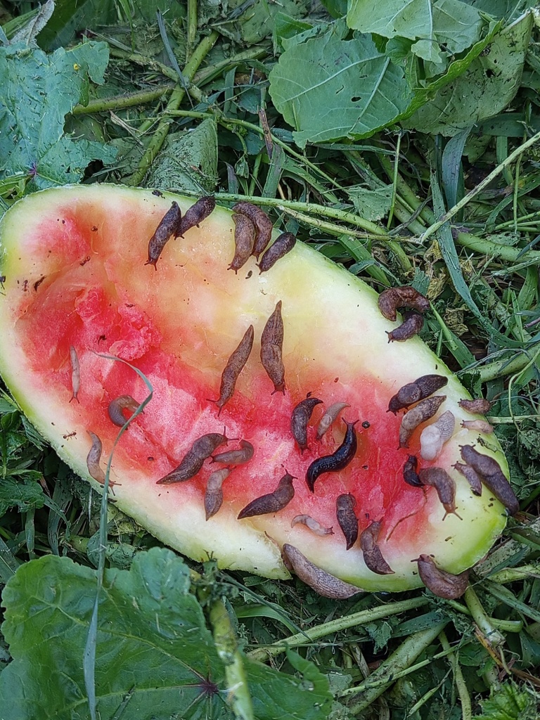 ловушка-приманка из арбузной корки.jpg