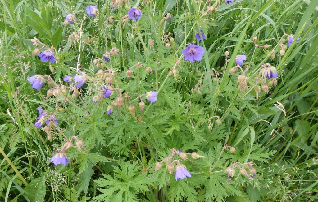 Герань луговая 2.JPG