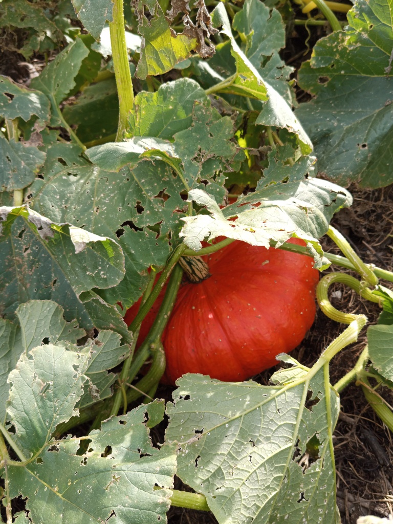 Спелая тыква становится красно-оранжевой.jpg