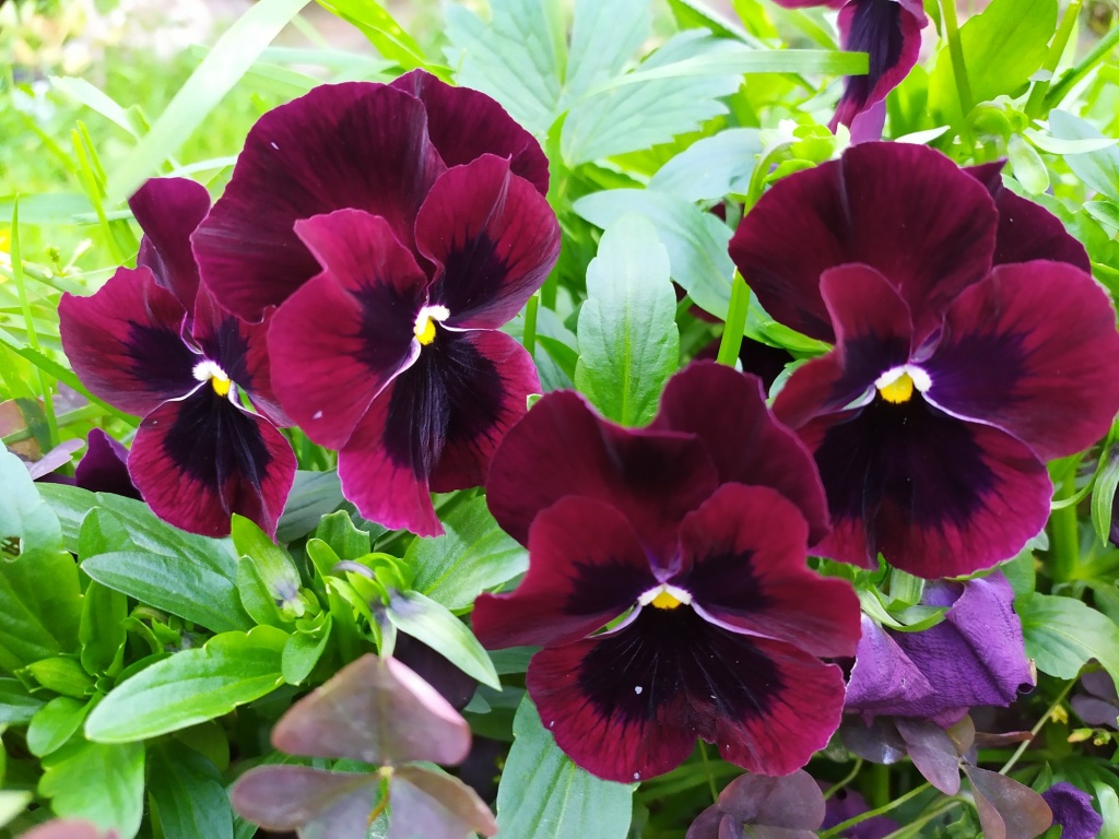 Виола Долина роз.jpg