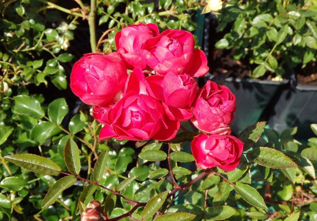 Роза почвопокровная Ред Морсдаг.JPG