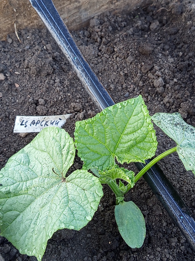 Начало сезона.jpg